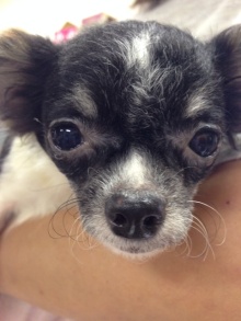 キャンディーちゃん