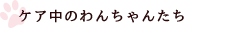 ケア中のわんちゃんたち
