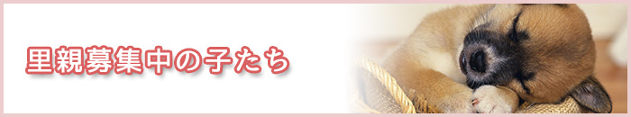 里親募集中の子たち
