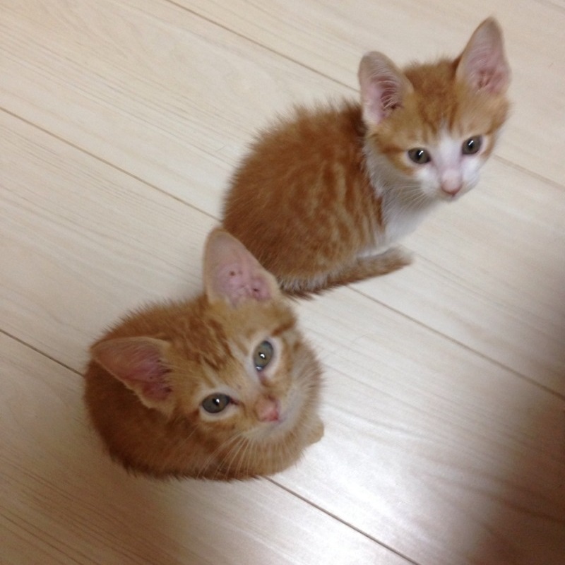 ウニくん・まるくん